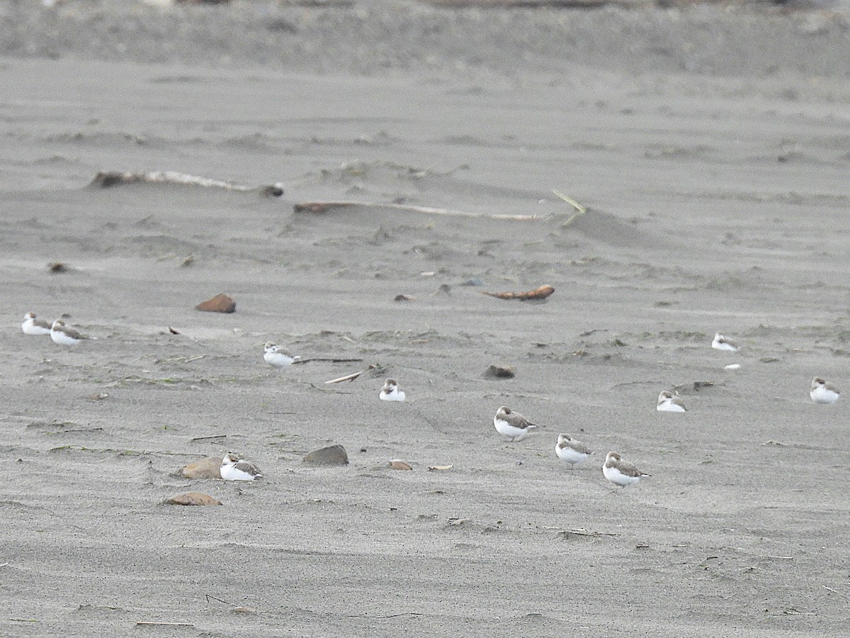 Snowy Plover - ML626731885