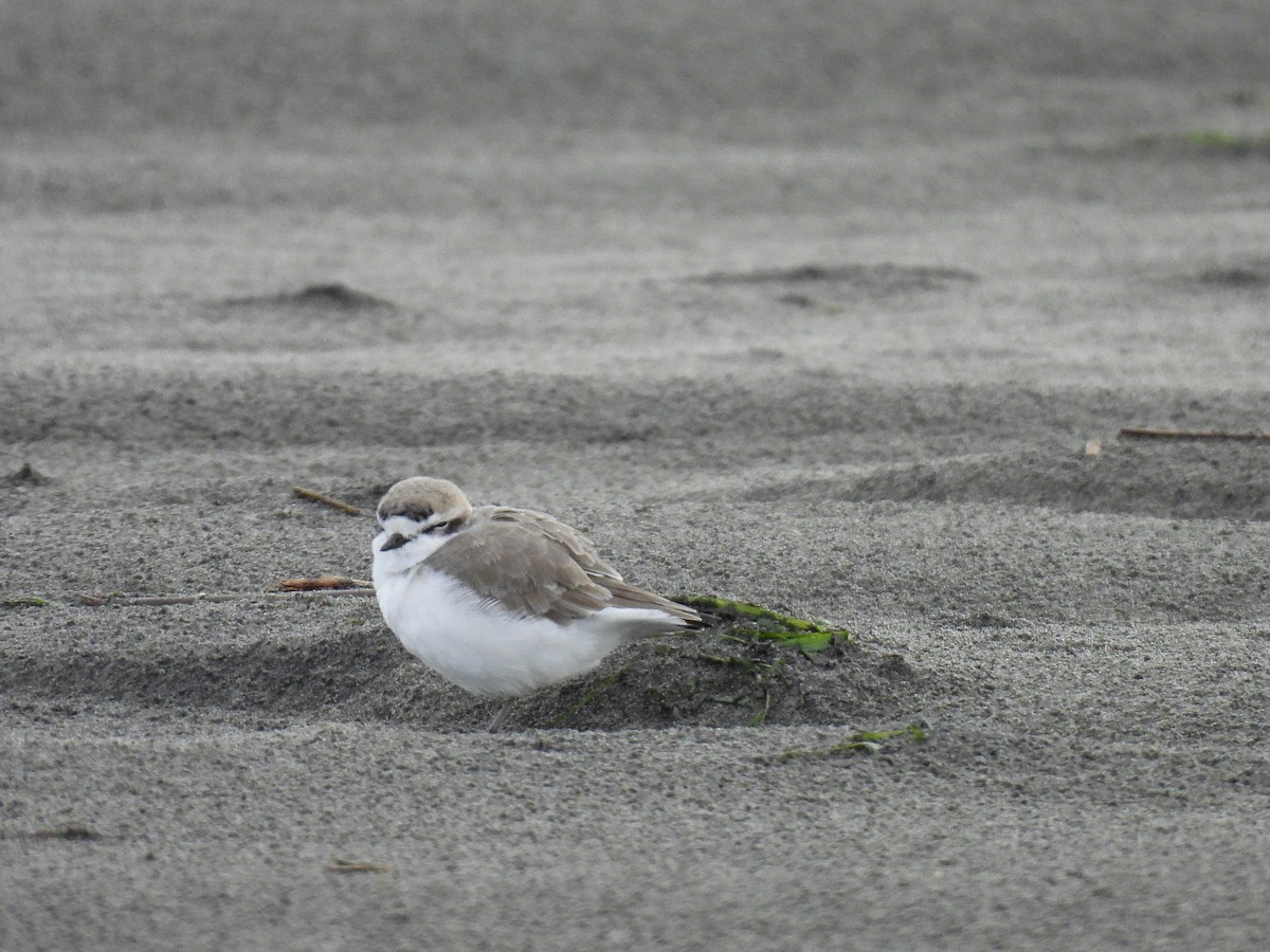 Snowy Plover - ML626731886