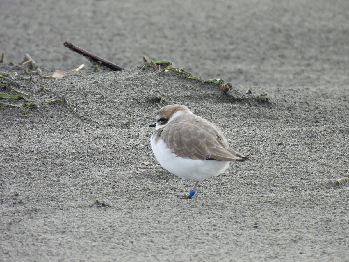 Snowy Plover - ML626731887