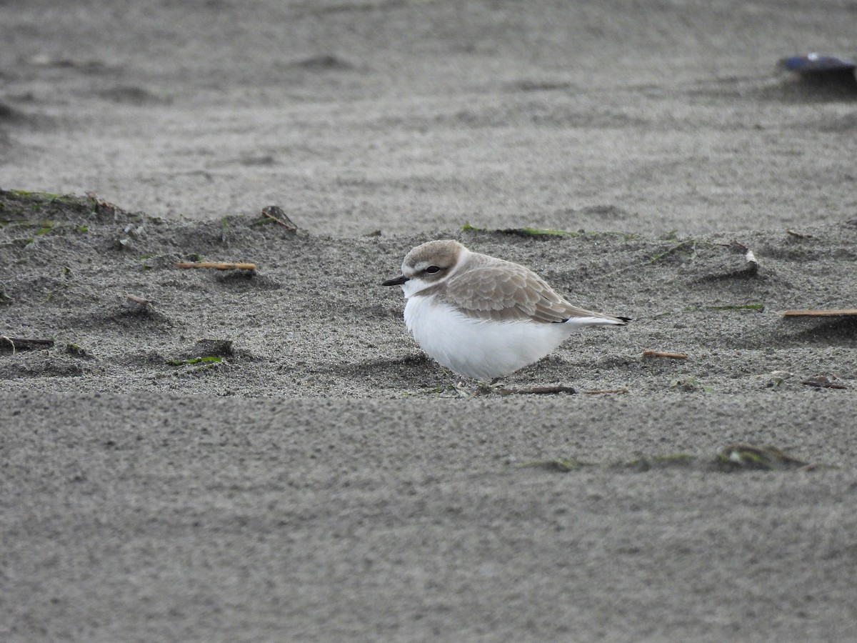 Snowy Plover - ML626731888