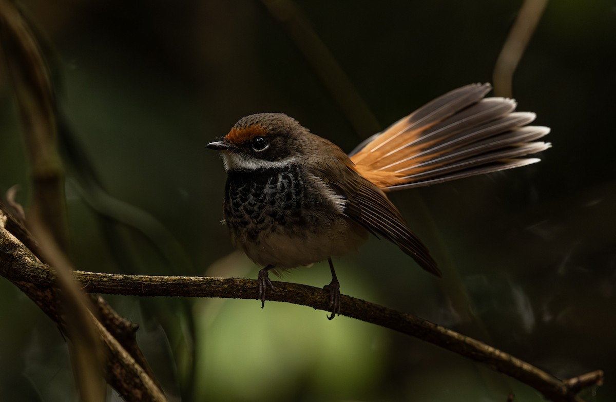 Australian Rufous Fantail - ML626731929