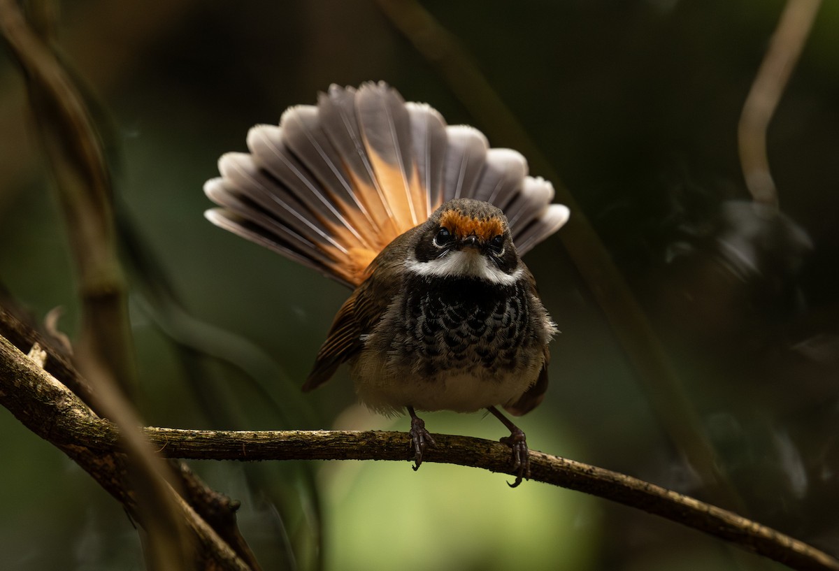 Australian Rufous Fantail - ML626731930