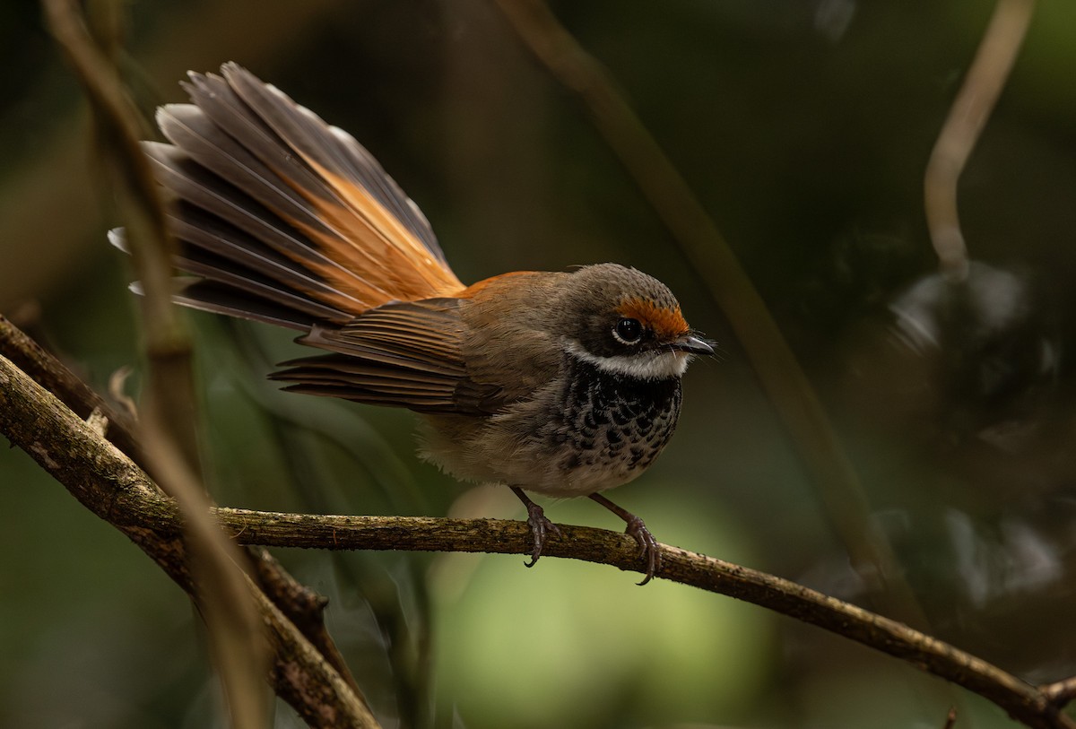 Australian Rufous Fantail - ML626731931