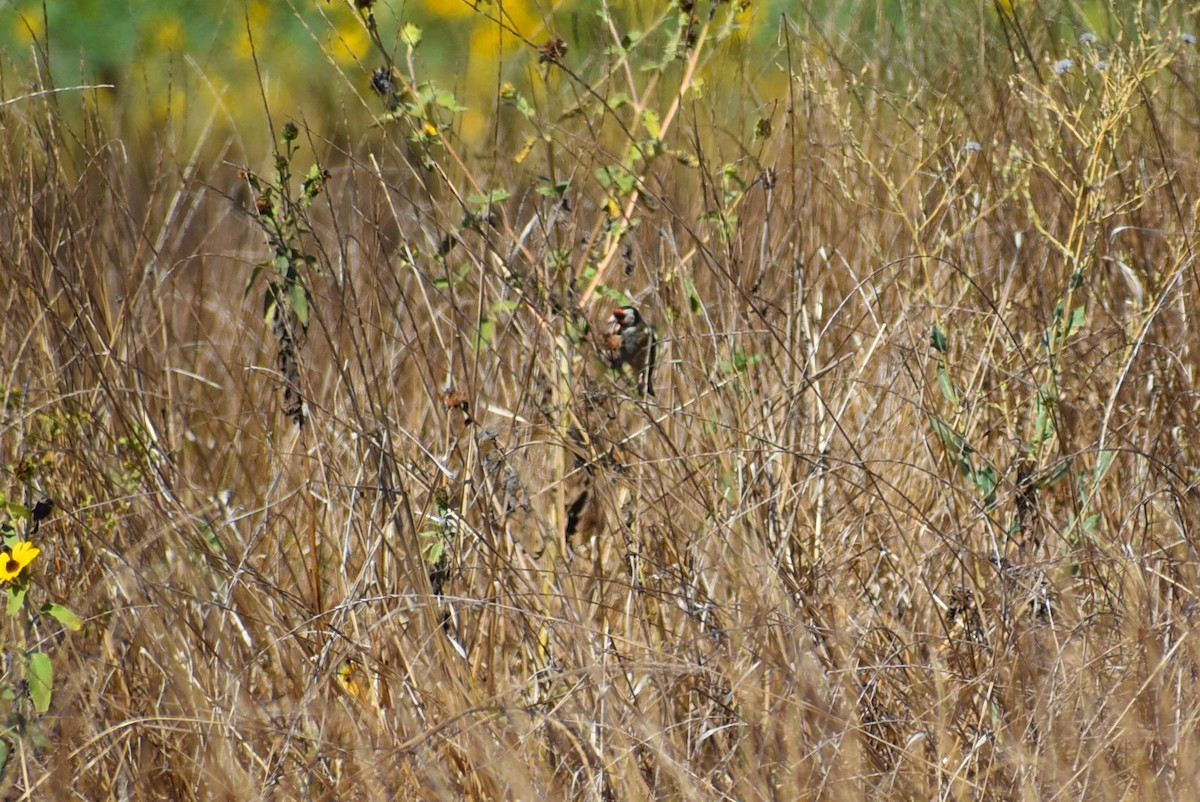 European Goldfinch - ML626732076