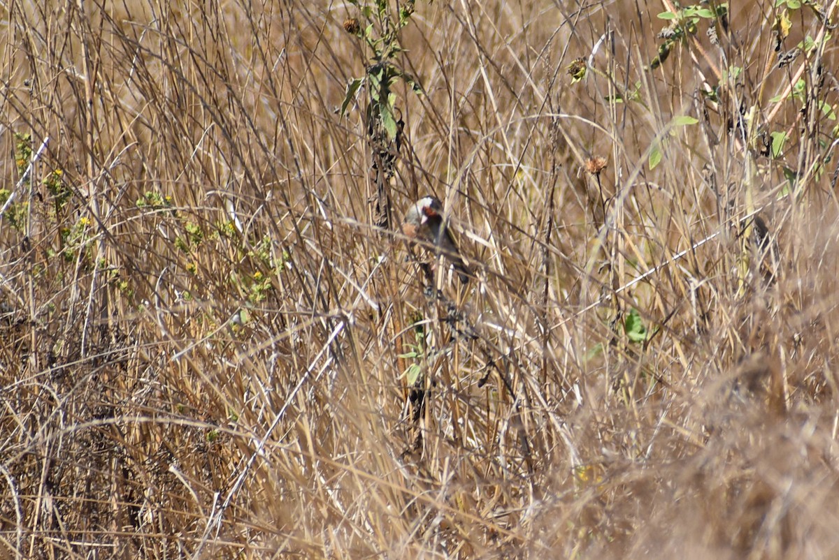 European Goldfinch - ML626732077