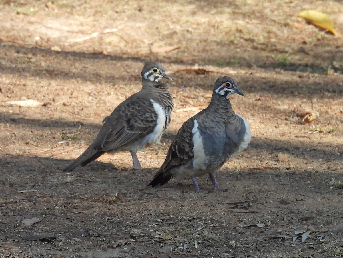 Squatter Pigeon - ML626732165