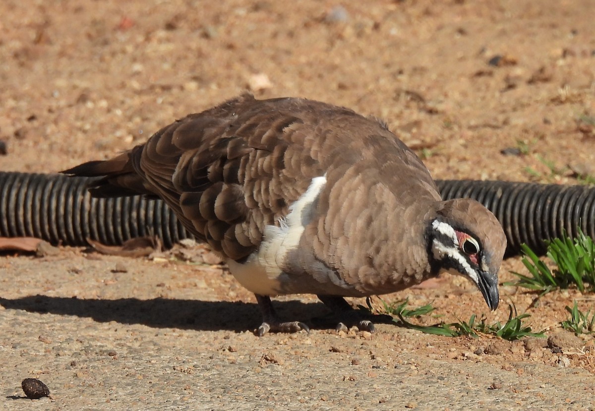 Squatter Pigeon - ML626732166