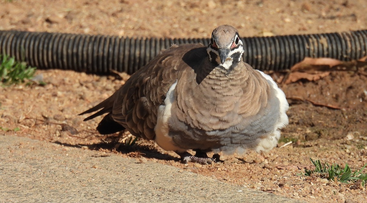 Squatter Pigeon - ML626732167