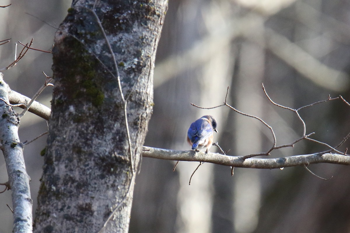 Eastern Bluebird - ML626732284