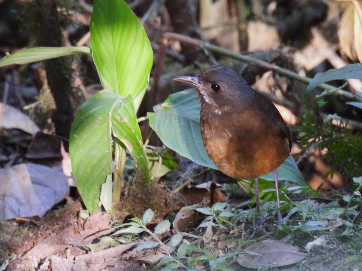 Moustached Antpitta - ML626732445