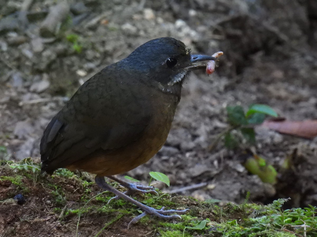 Moustached Antpitta - ML626732446