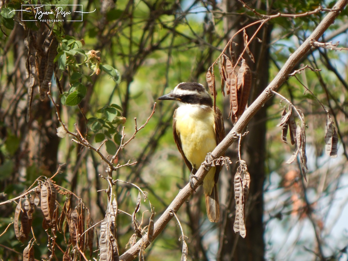 Great Kiskadee - ML626732630