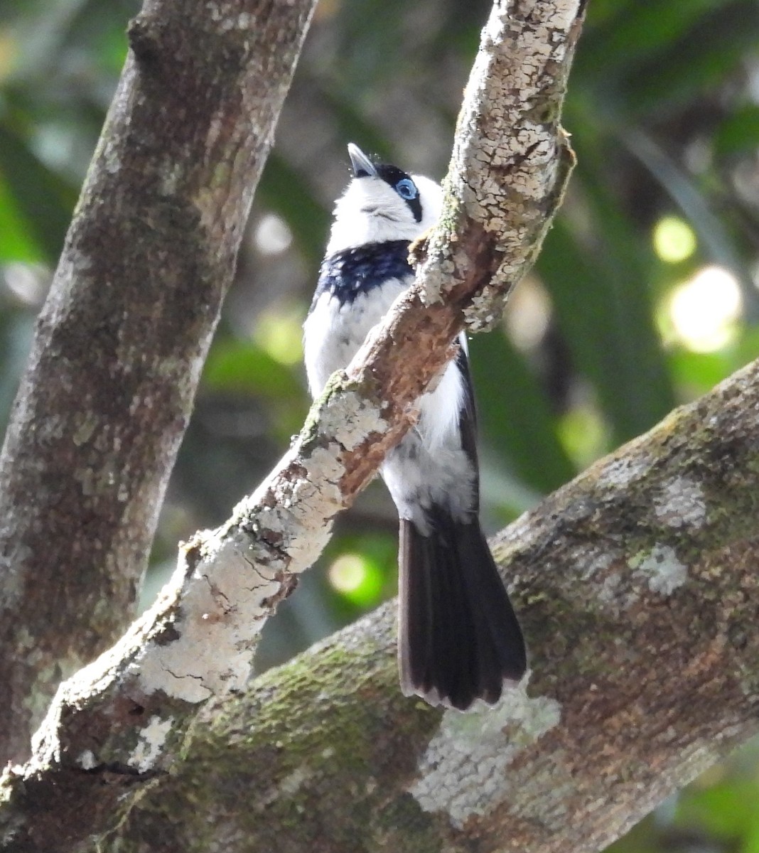 Pied Monarch - ML626732674