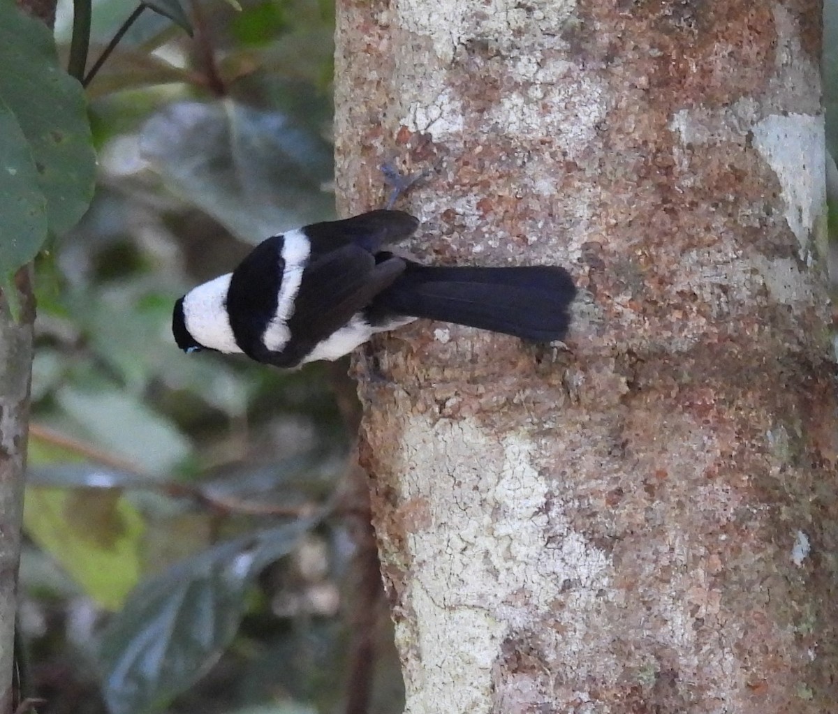 Pied Monarch - ML626732675