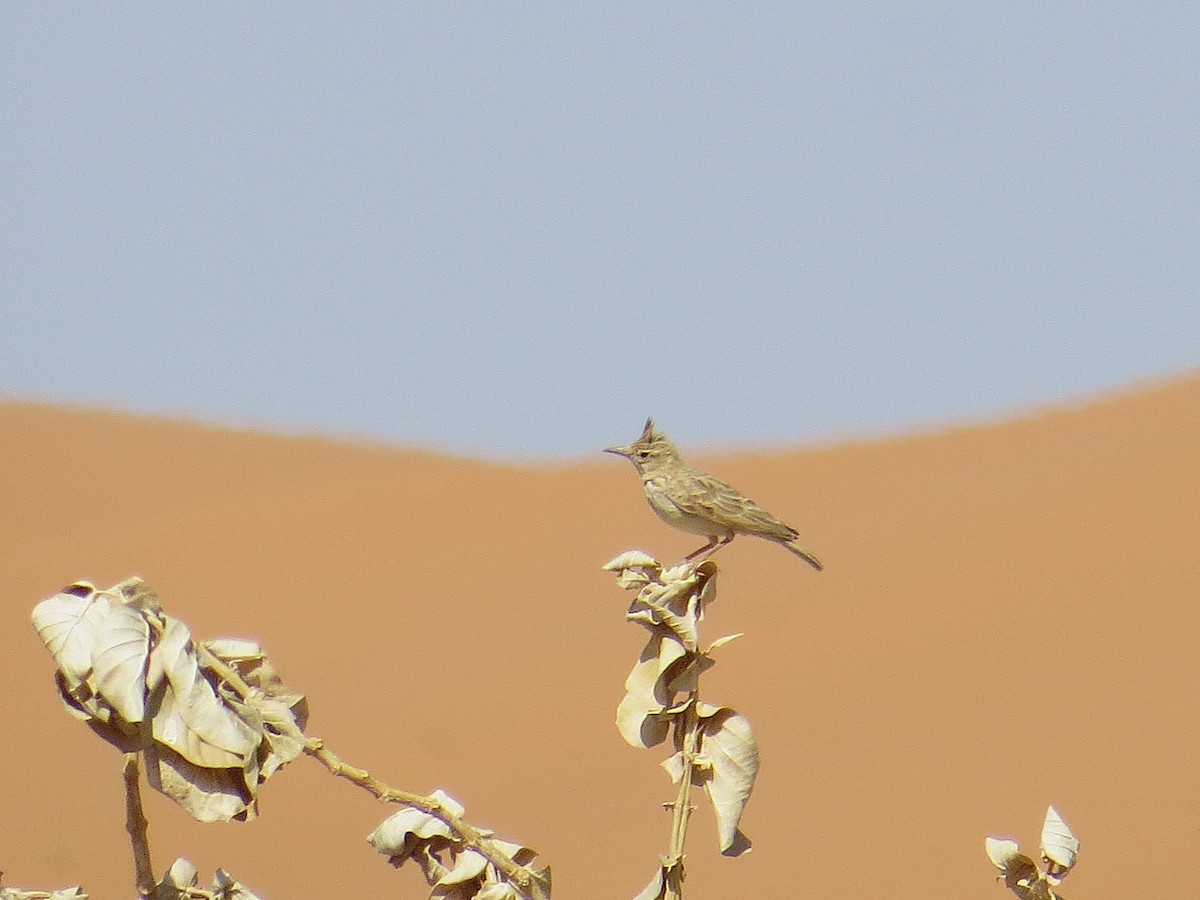 Crested Lark (Maghreb) - ML626732690