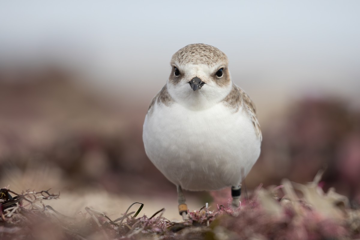 Snowy Plover - ML626732989