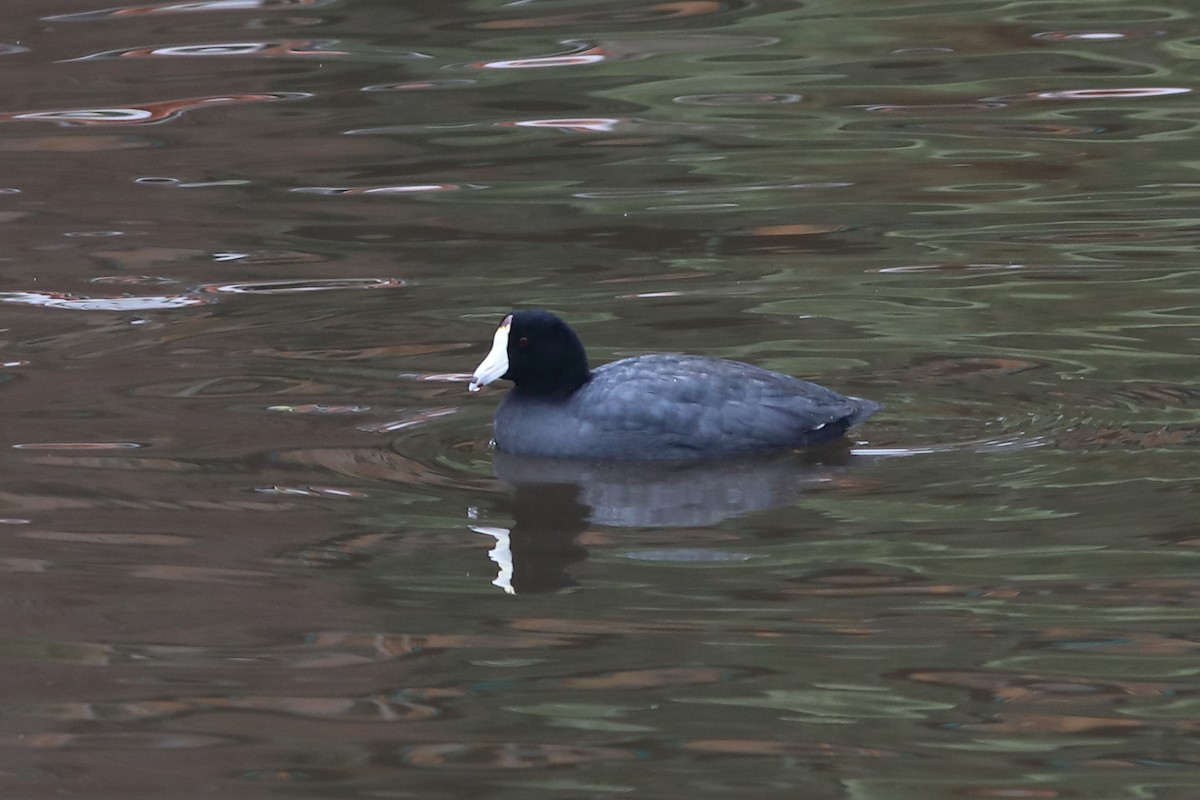 American Coot - ML626733243