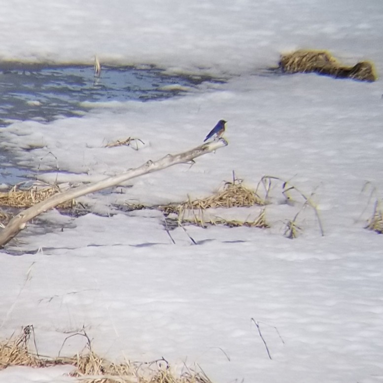 Eastern Bluebird - ML626733297