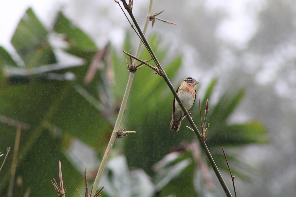 Rose-breasted Grosbeak - ML626733346