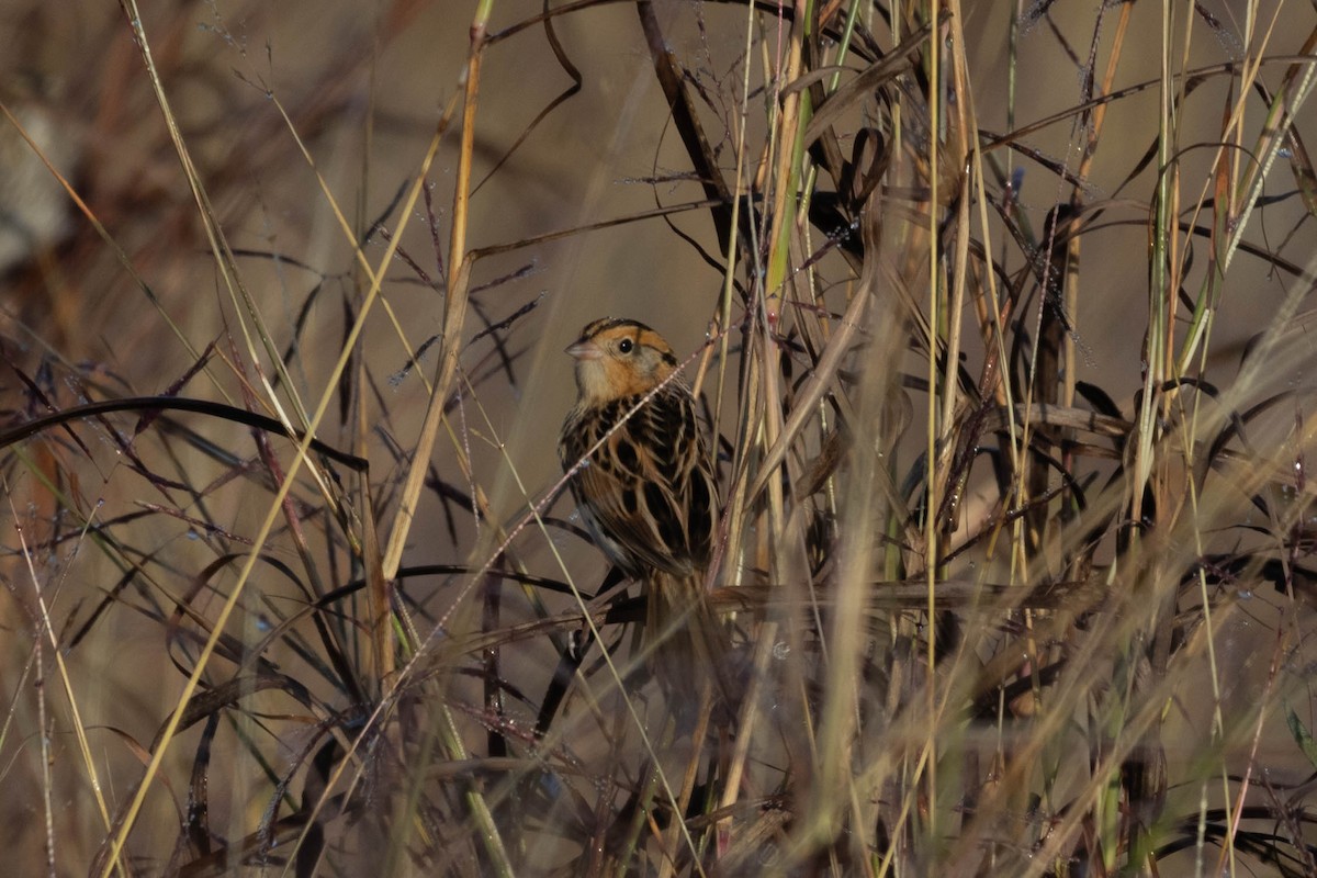 LeConte's Sparrow - ML626733758