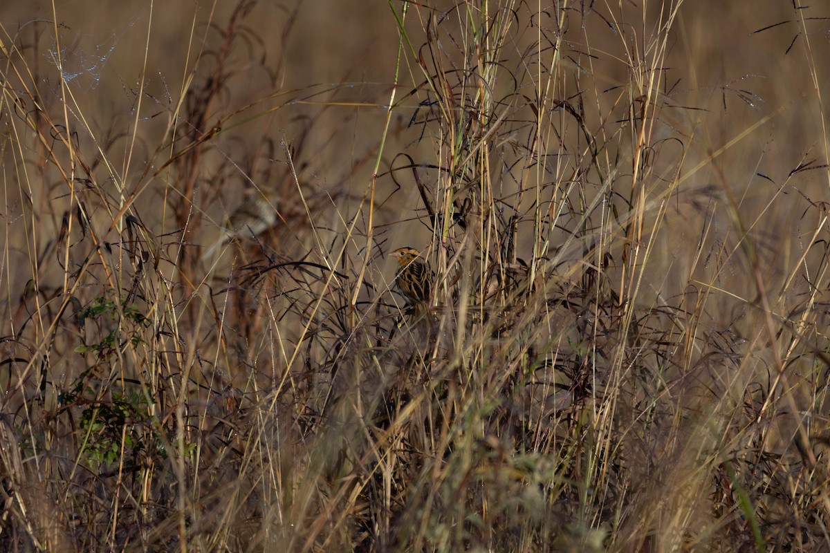 LeConte's Sparrow - ML626733759