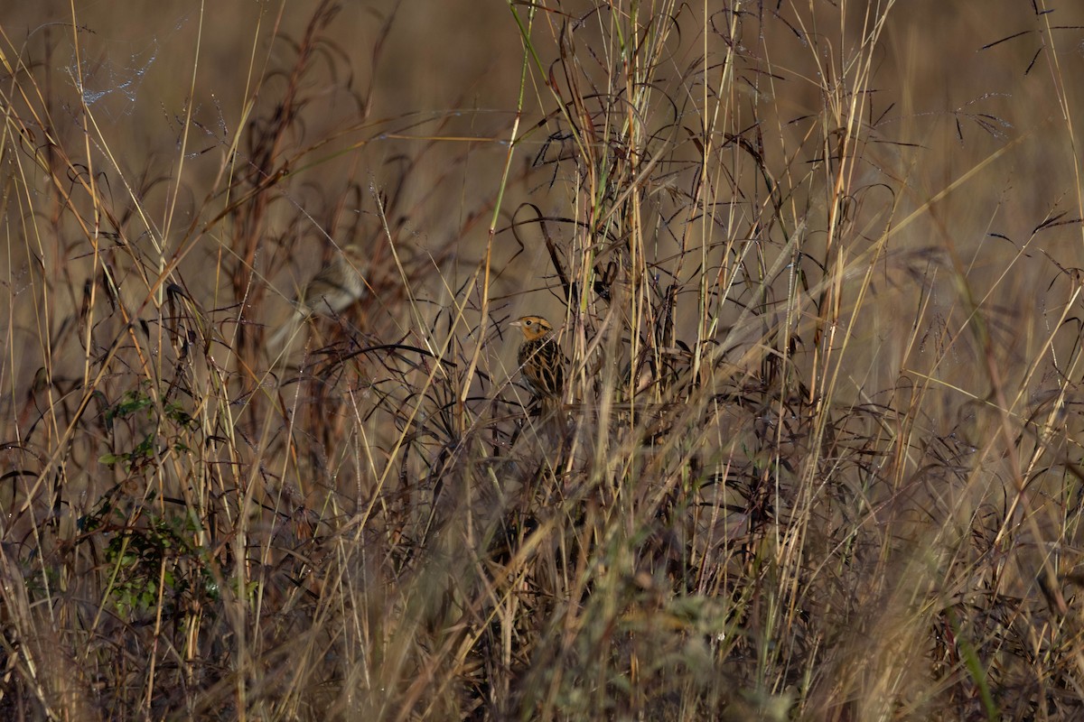 LeConte's Sparrow - ML626733760