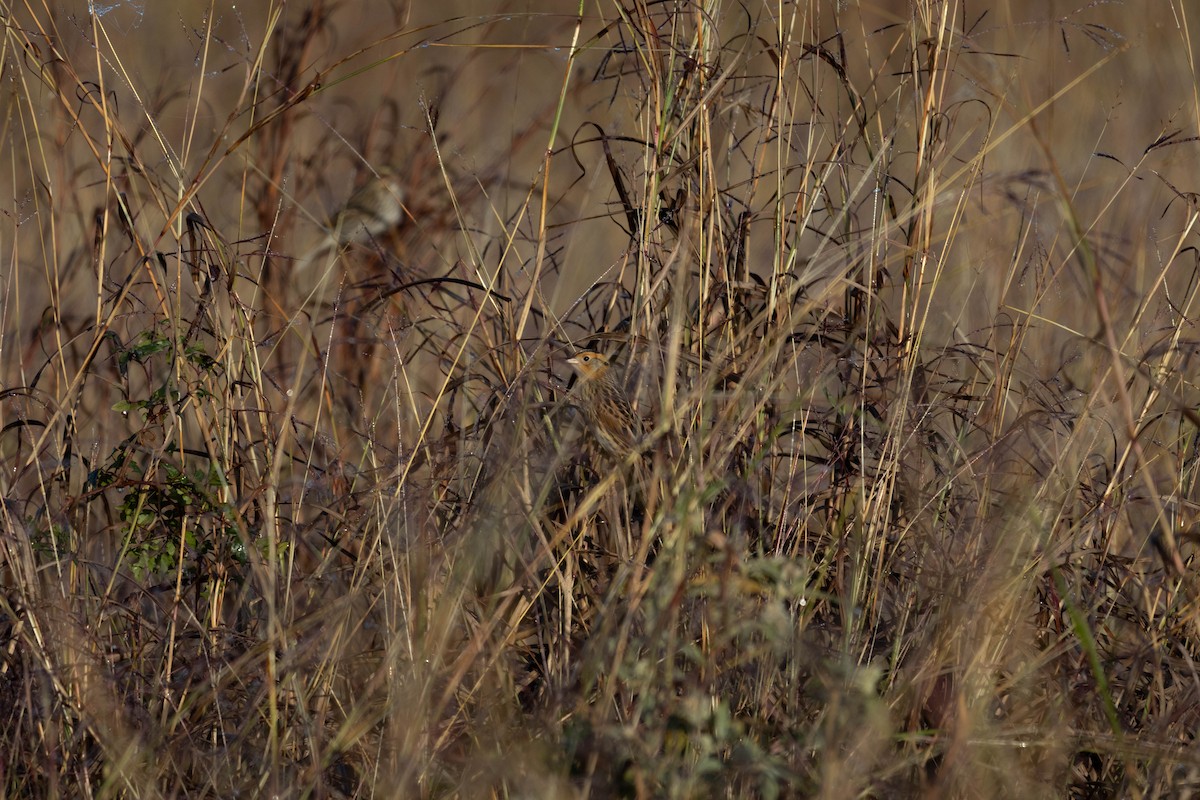 LeConte's Sparrow - ML626733761