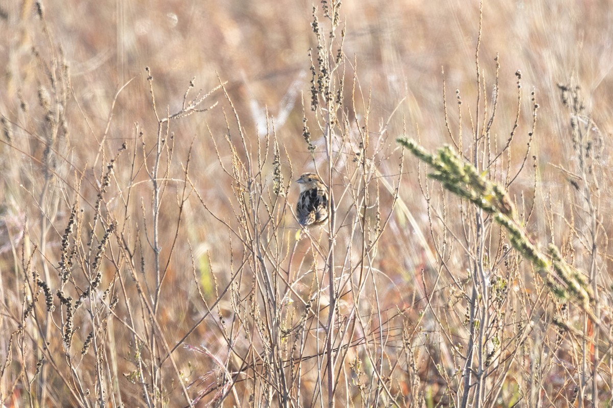 LeConte's Sparrow - ML626733762