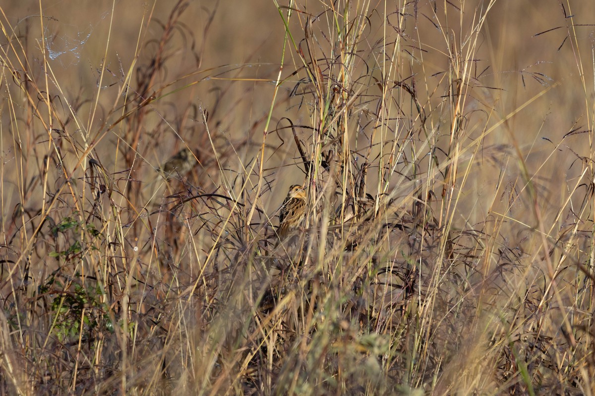 LeConte's Sparrow - ML626733763