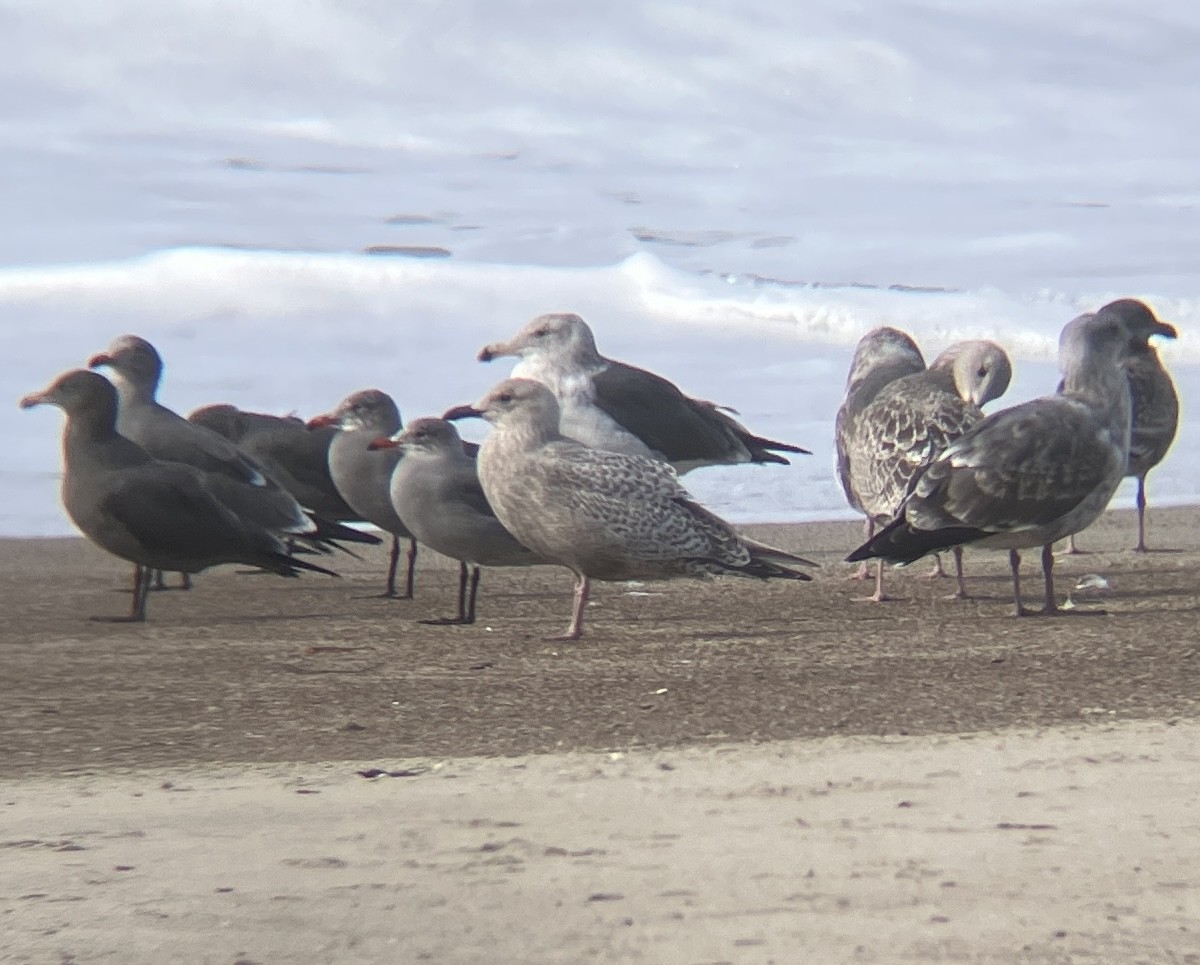 Iceland Gull (Thayer's) - ML626733799