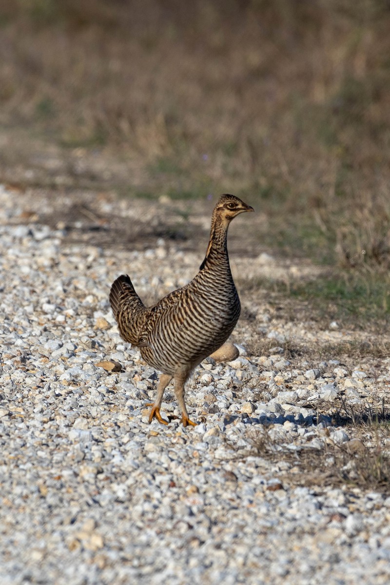 Greater Prairie-Chicken (Attwater's) - ML626733862