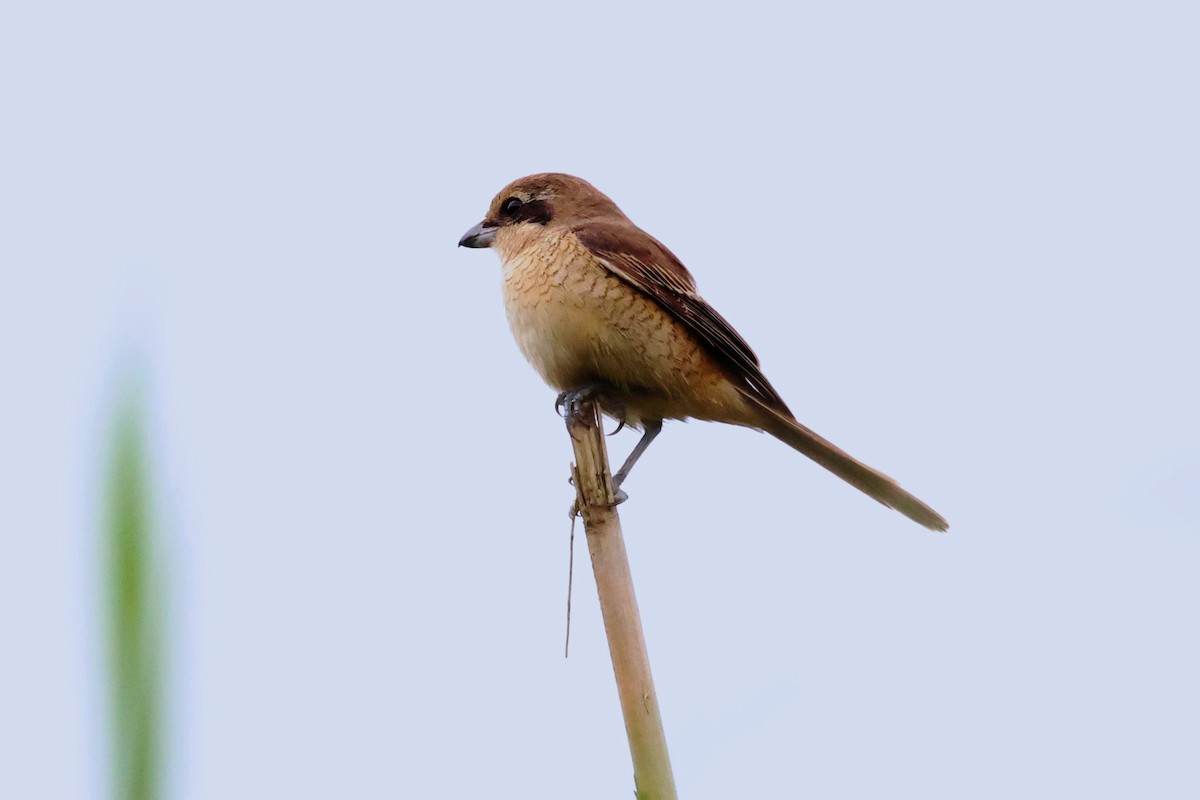 Brown Shrike - ML626733910