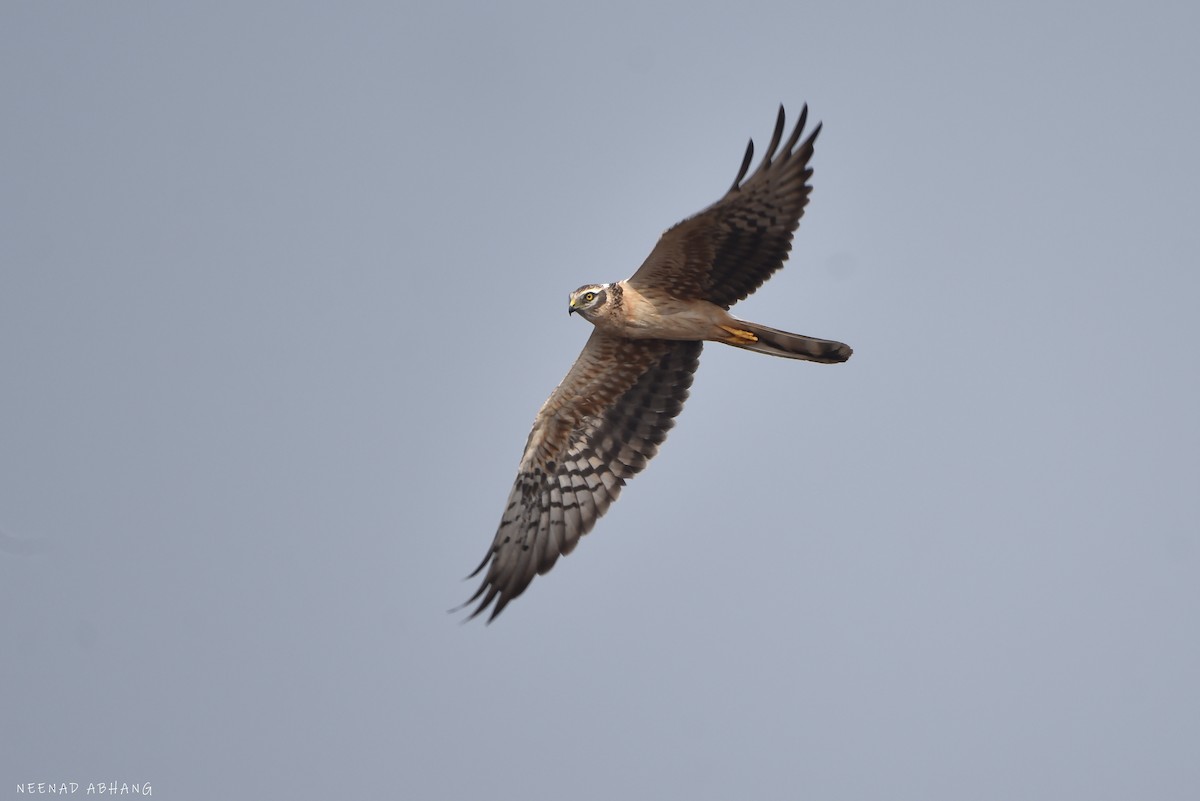 Aguilucho Cenizo - ML626733928