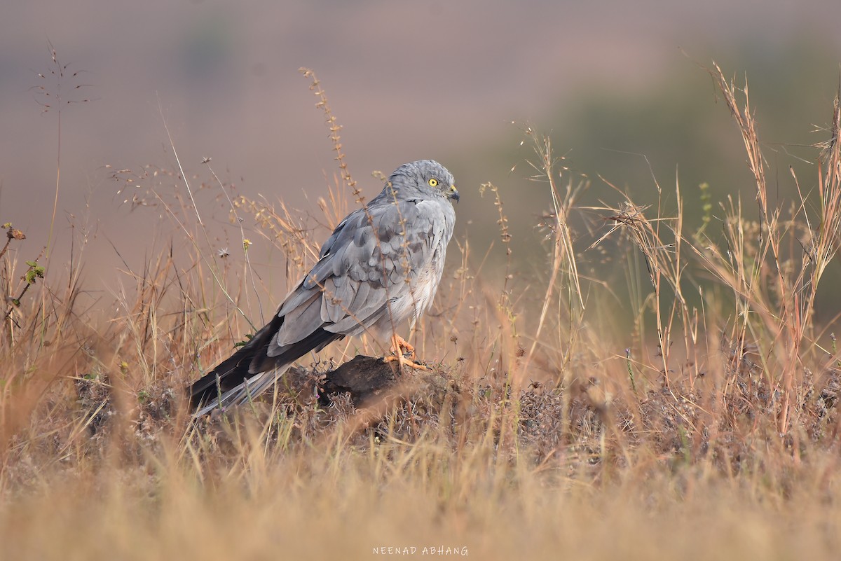 Aguilucho Cenizo - ML626733961