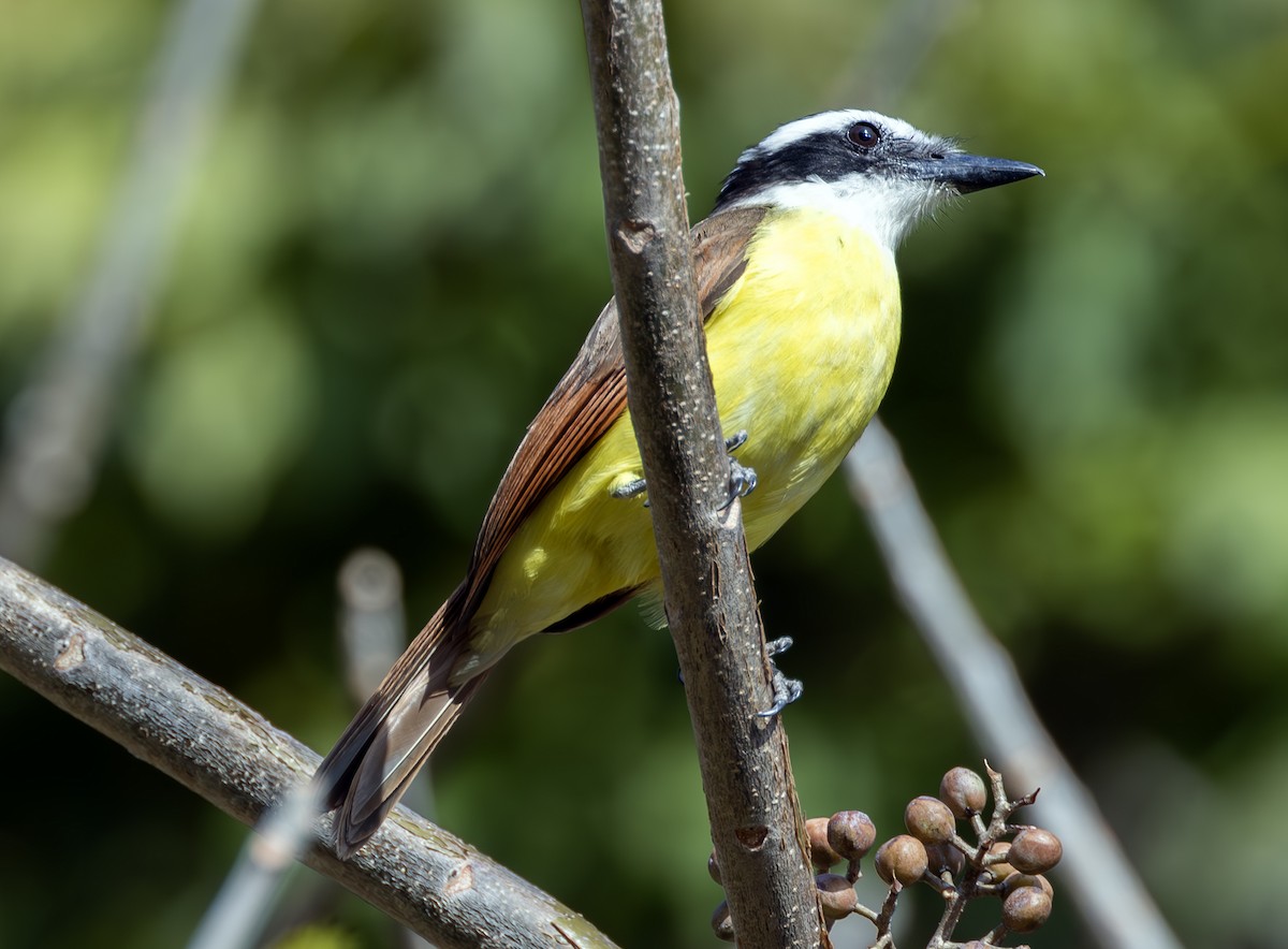 Great Kiskadee - ML626734033