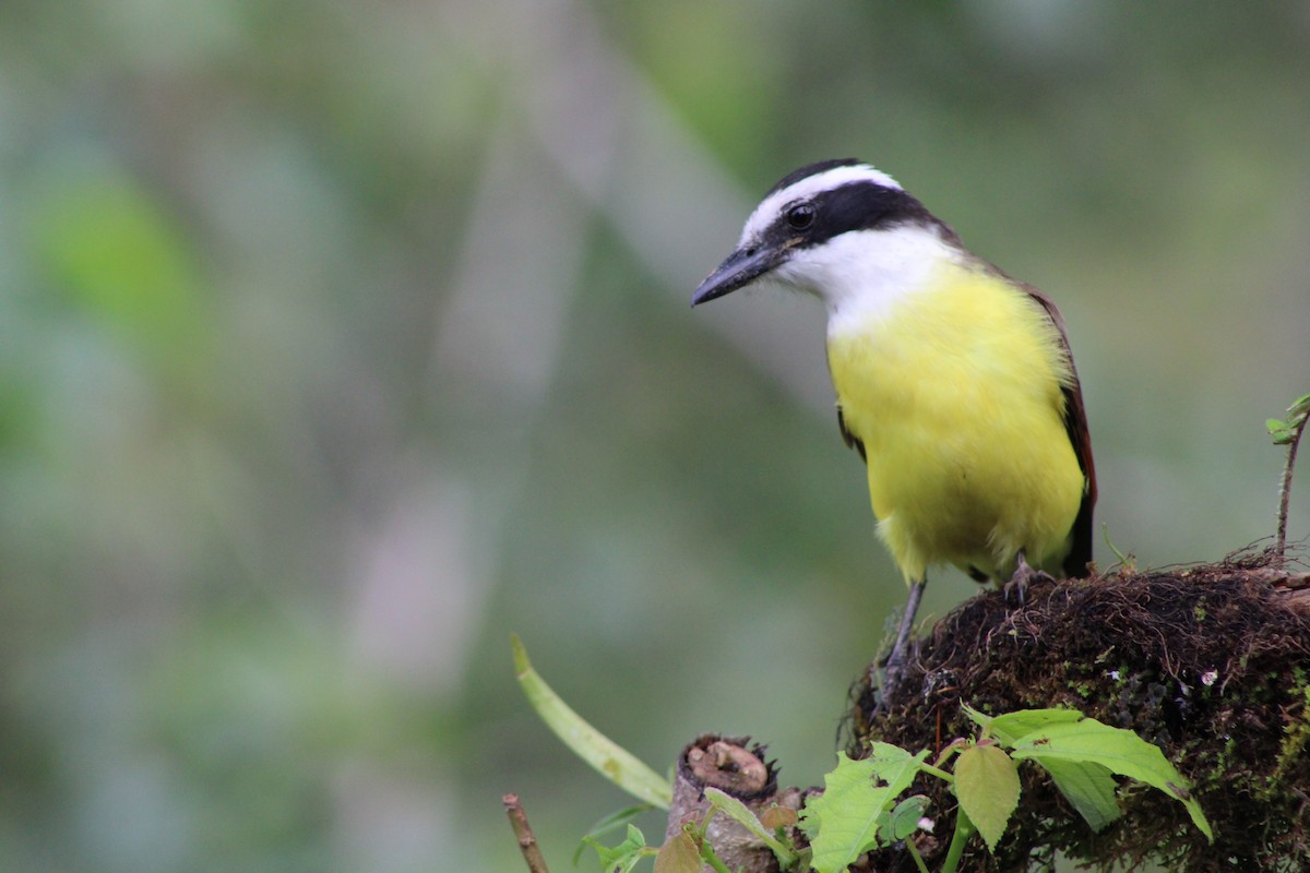 Great Kiskadee - ML626734106