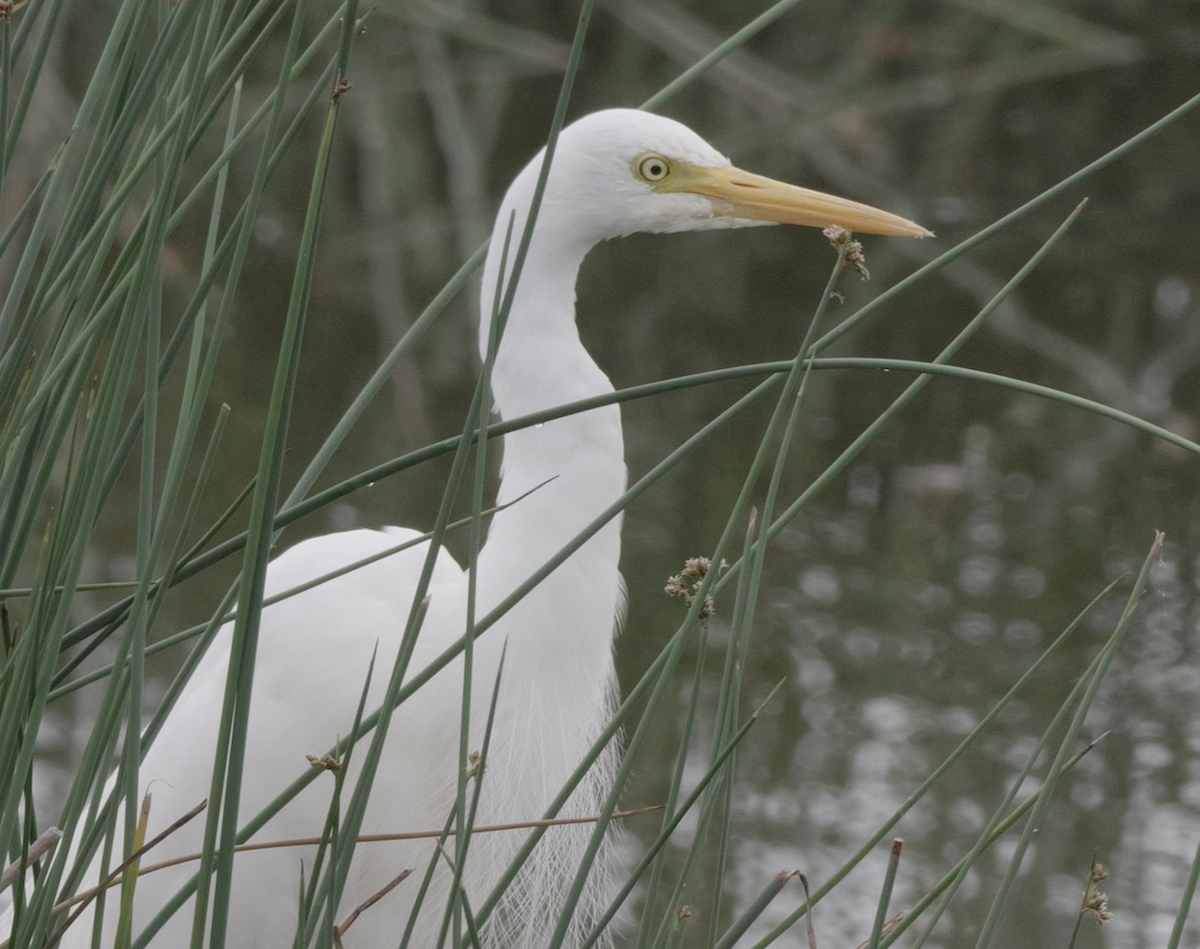 Plumed Egret - ML626734378