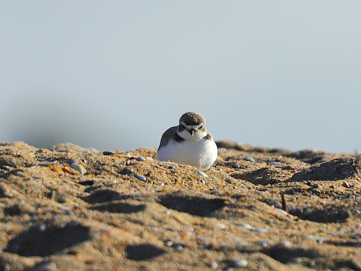 Snowy Plover - ML626734578