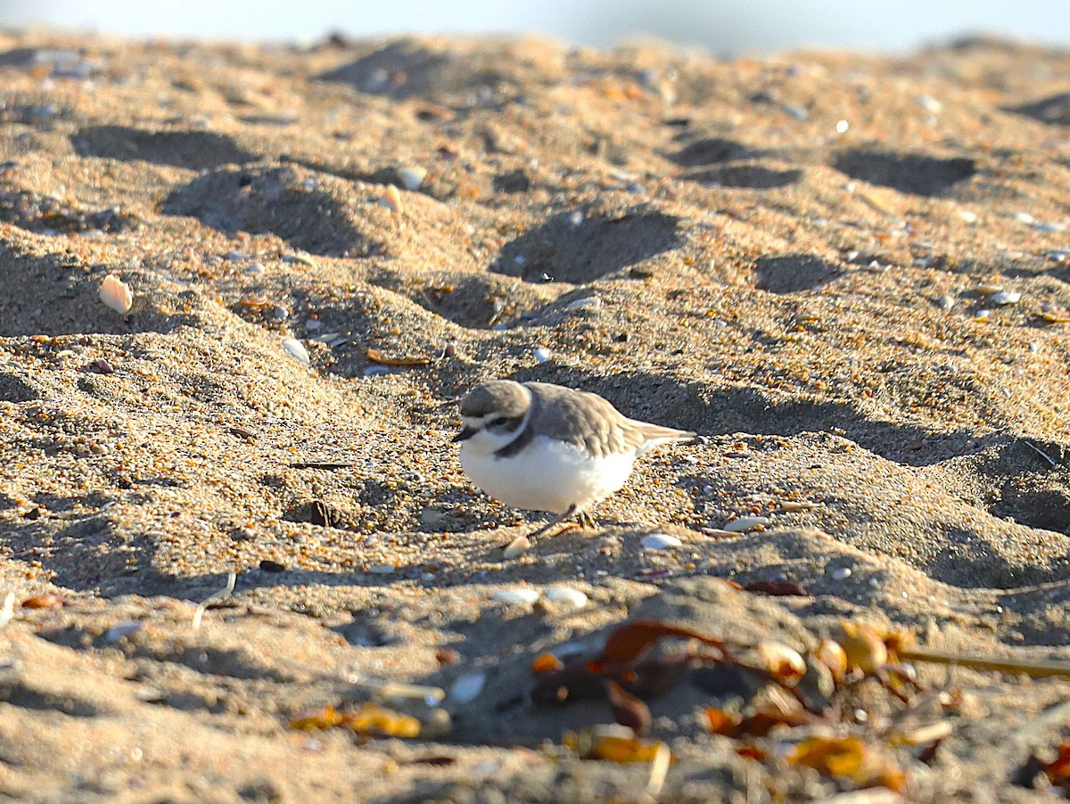 Snowy Plover - ML626734579