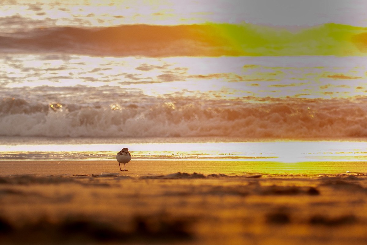 Snowy Plover - ML626734712