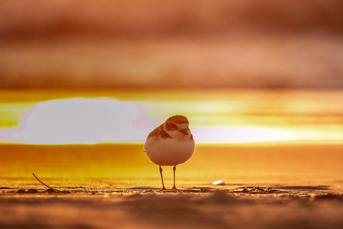 Snowy Plover - ML626734714