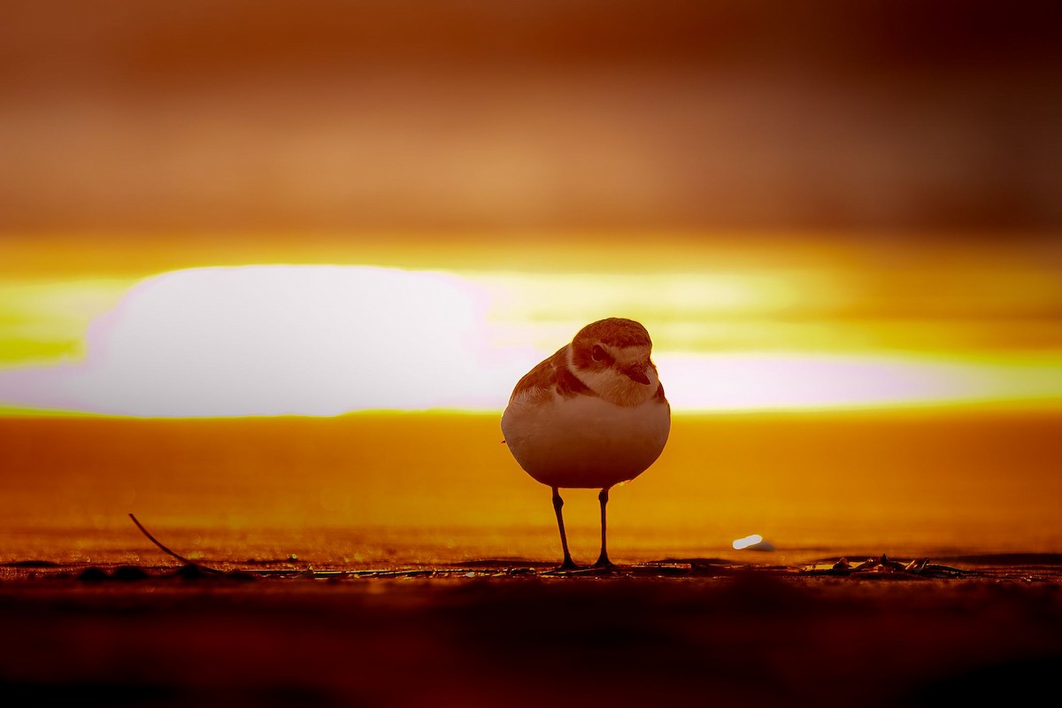 Snowy Plover - ML626734718