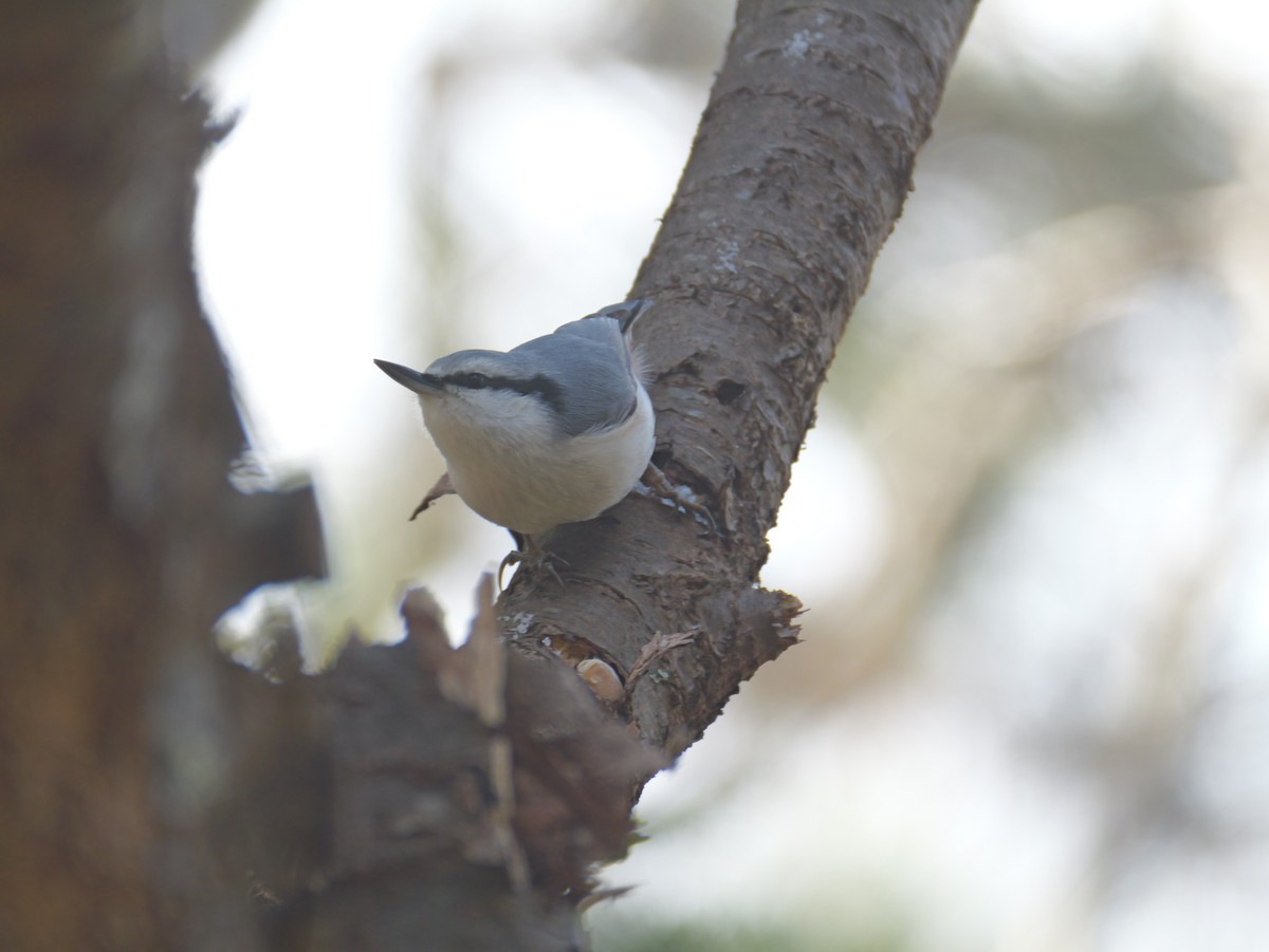 Eurasian Nuthatch - ML626734919