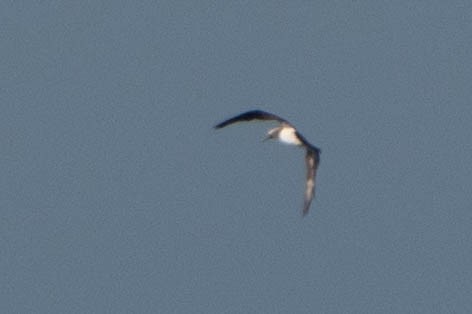 Nazca Booby - ML626734941
