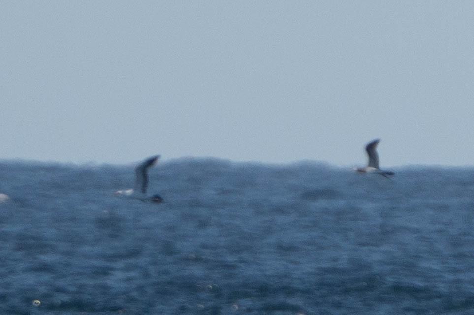 Nazca Booby - ML626734942