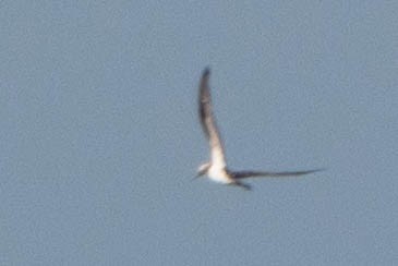 Nazca Booby - ML626734943