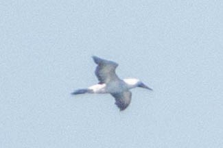 Nazca Booby - ML626734945