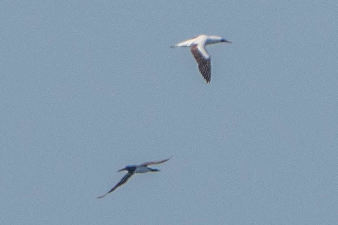 Nazca Booby - ML626734947