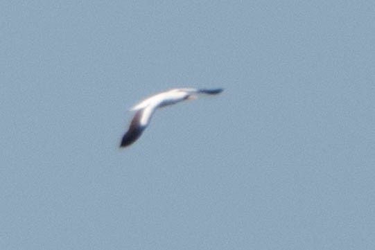 Nazca Booby - ML626734948