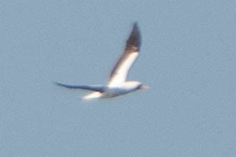 Nazca Booby - ML626734949